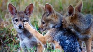 Обыкновенный шакал и интересные факты о нем