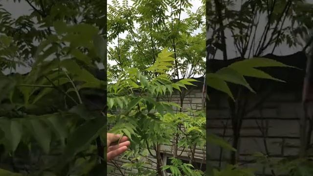 Бархат, Бархатное дерево ? г Чита, Забайкальский край? смотреть онлайн