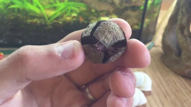 Аквариум - 10 литров смотреть онлайн