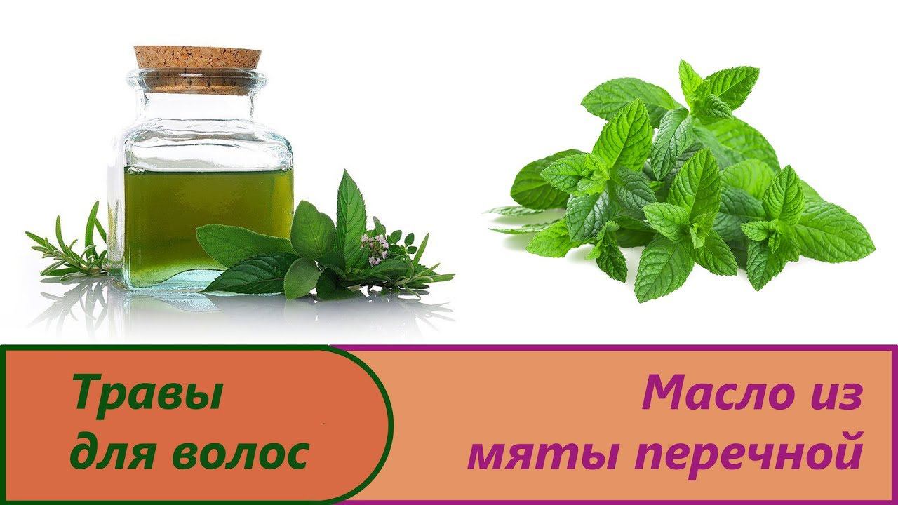 Масло мяты перечной. Изготовление масла из дикой мяты в домашних условиях.Мятное масло