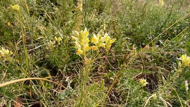 Льонок звичайний або ж чистик смотреть онлайн