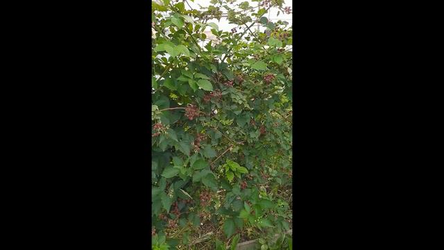 Ежевика. Растения на продажу. ват сап--89038016460 смотреть онлайн