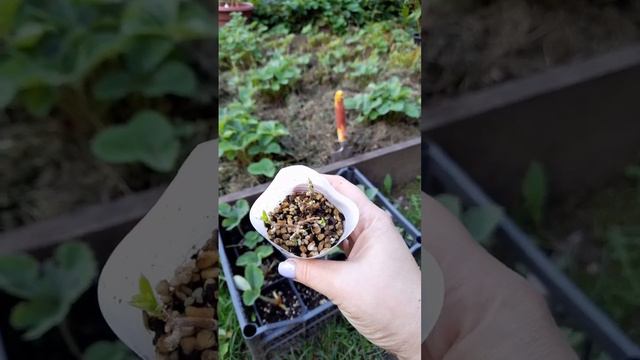 Черенкование гортензии осенью - можно, но не нужно😉 Мой опыт, итоги, выводы🙌 смотреть онлайн