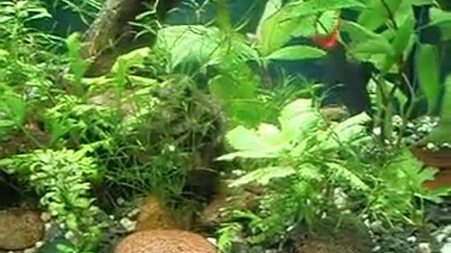 Mano akvariumas смотреть онлайн