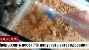 Что делать после того как красноухая черепаха отложила яйца