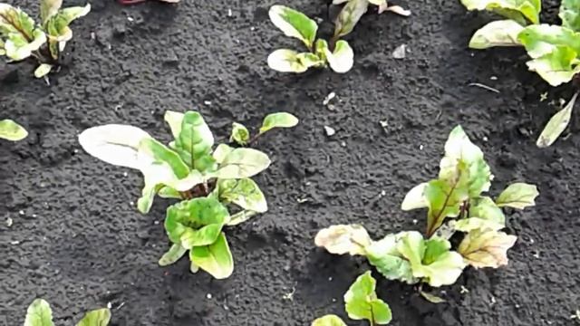 СВЕКЛА! ЗАЩИТА СВЕКЛЫ ОТ ВРЕДИТЕЛЕЙ! НАРОДНЫЙ МЕТОД! смотреть онлайн