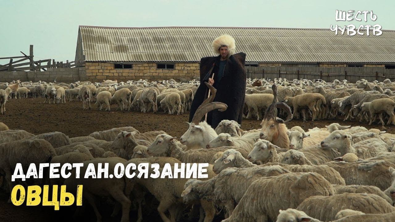 Овцы // ДАГЕСТАН.ОСЯЗАНИЕ / 6 чувств