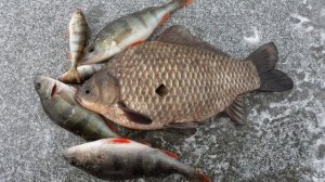 Камышин -- Рыбалка (нарезка фото)