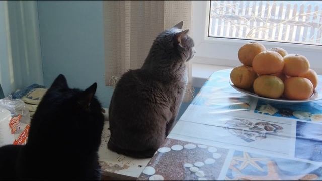 13.12.22 Печём хлеб смотреть онлайн