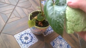 Щитовка. Доступный метод избавление от вредителя.