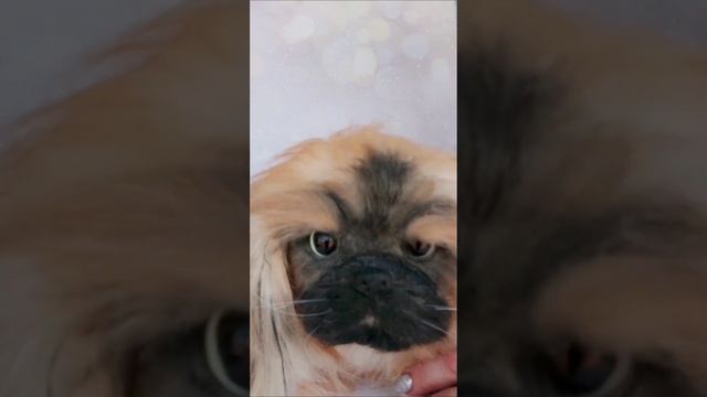 Реалистичная игрушка- собачка пекинес смотреть онлайн