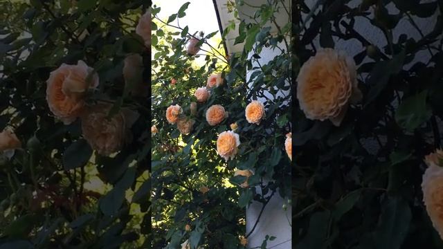 Englische Rose Crown Princess Margareta im Schaugarten Galarosa смотреть онлайн