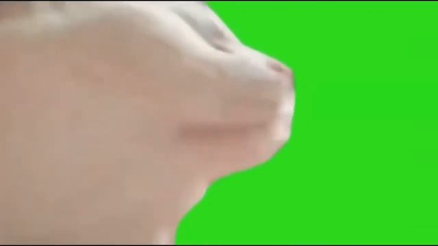 Кот танцует на зелёном фоне | Cat vibing on green screen | Футаж для видео | ТикТок смотреть онлайн