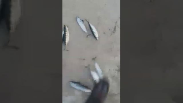 26 12 2019 СКУМБРИЯ пошла Причал Кобулети Видео Гочи Хиникадзе Аджария Грузия смотреть онлайн