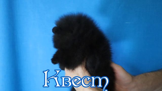 Померанский шпиц, мальчик, документы РКФ/FCI, продажа смотреть онлайн