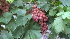 Среднеспелые сорта винограда 2019. Гелиос