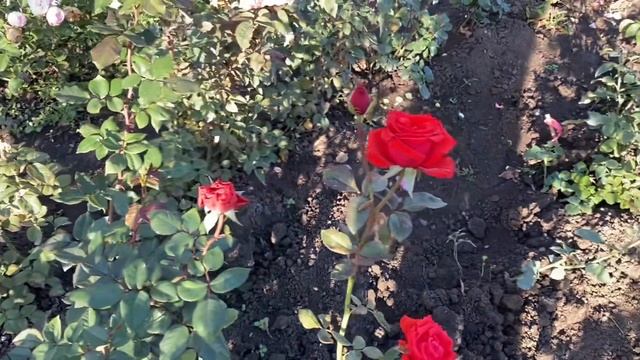 ОБЗОР/саженцы роз/ОСЕНЬ 2022 / Новые сорта смотреть онлайн