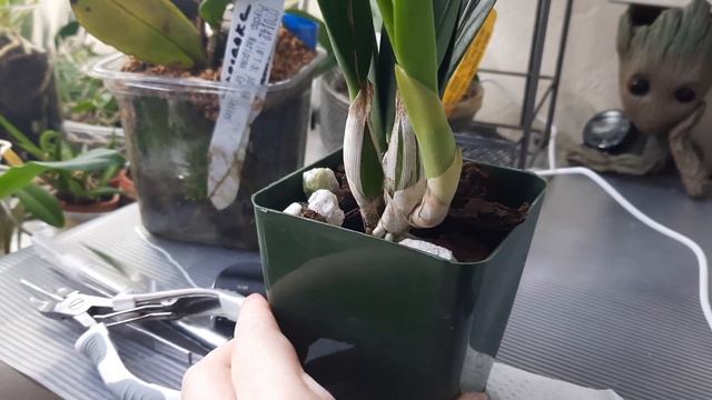 #новинка #cattleya_sincorana 'sierra C' смотреть онлайн