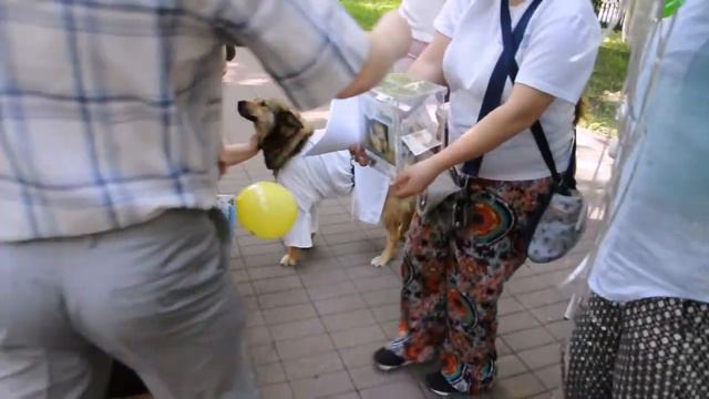 Приют "Ковчег", День Города 2016 смотреть онлайн