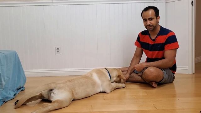 How to Train your Puppy or Dog to Lie Down and Crawl | Lay Down | Crawl Dog Training смотреть онлайн