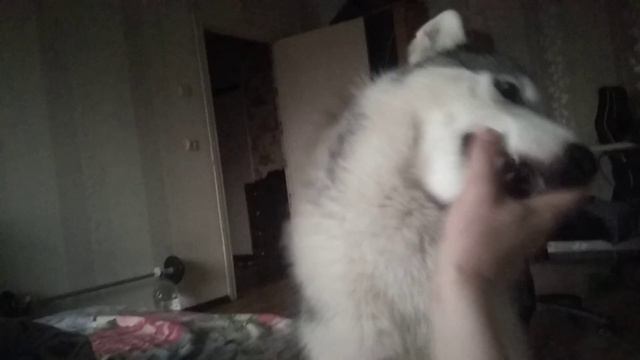 Байкал занял позицию вожака) смотреть онлайн