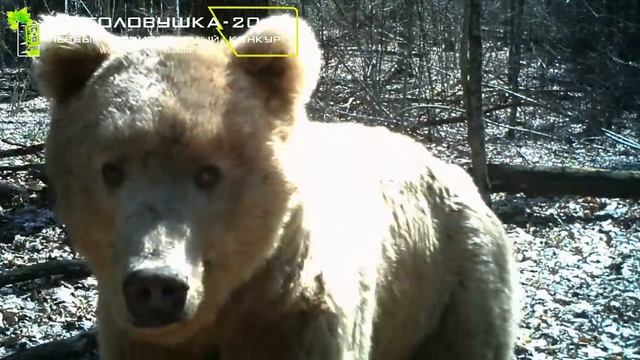 ID1795/Заповедник Брянский лес/Посмотрите какой взгляд у этого медведя. Бррр смотреть онлайн