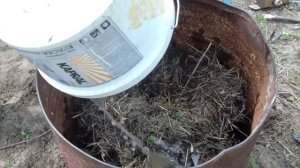 Выращивание огурцов в бочке.