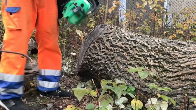 Бензопила ❗️ RZTK ❗️ріжем горіх 70 см . Чи варто купляти китайську дешеву пилу Огляд і тест смотреть онлайн