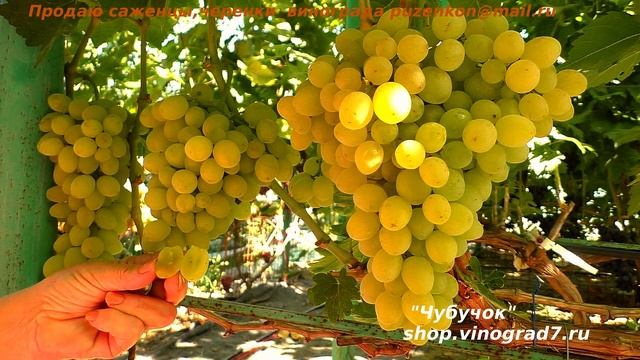 Виноград КИМШИШ ВАЛЕНТИНО или вкусный итальянский кишмиш раннего срока созревания (Пузенко Наталья) смотреть онлайн