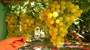 Виноград КИМШИШ ВАЛЕНТИНО или вкусный итальянский кишмиш раннего срока созревания (Пузенко Наталья)