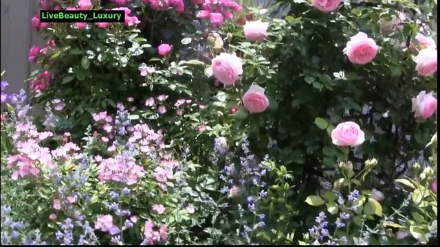 probably best home rose garden in the world смотреть онлайн