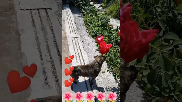 Смотри Лера и Мопс🐕🐕🐕 смотреть онлайн