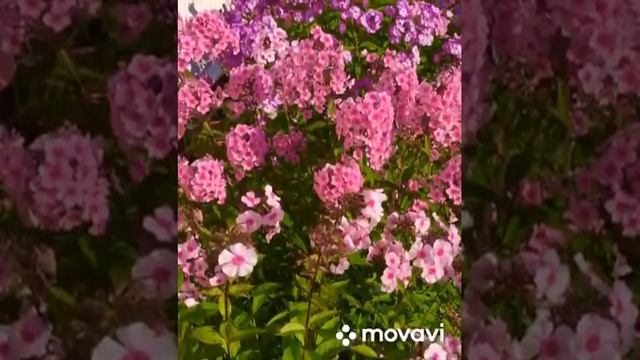 27 августа 2020 г.Флоксы на Таниной даче в Подмосковье. смотреть онлайн