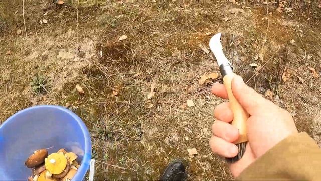 Як так?!?♂️ Збираю Гриби і Ходжу по Кругу?! Це Відьмін круг?!? Назбирав пів Відра і ДЬОРУ!! Маслят смотреть онлайн