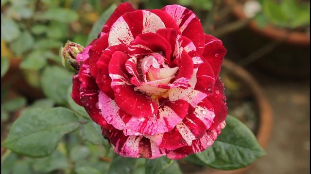 Rose Flower Sentimental || Amazing Flower On The Terrace Garden