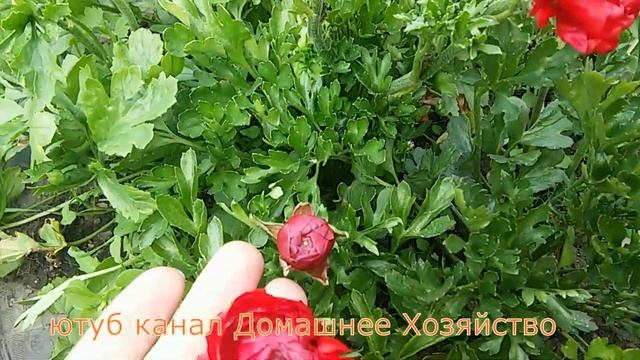 Ранункулюс//Все самое важное и интересное