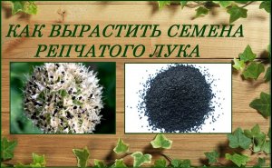 Как вырастить свои семена репчатого лука