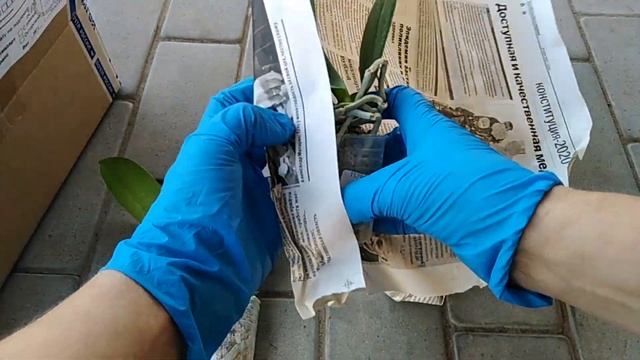 РАСПАКОВКА ПОСЫЛКИ С ОРХИДЕЯМИ, ПОСЫЛКА С AliExpress. ЧТО ЖЕ ВНУТРИ? смотреть онлайн