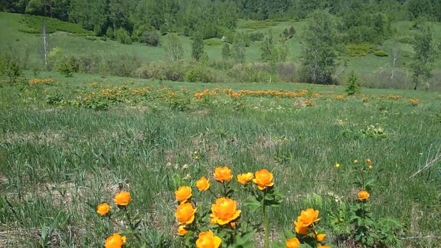 Сибирские Огоньки . смотреть онлайн