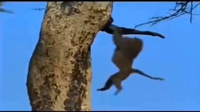 Unbelievable. Monkey Turned Wild Dog Into His Game - Baboon Vs Wild Dog, Leopard смотреть онлайн