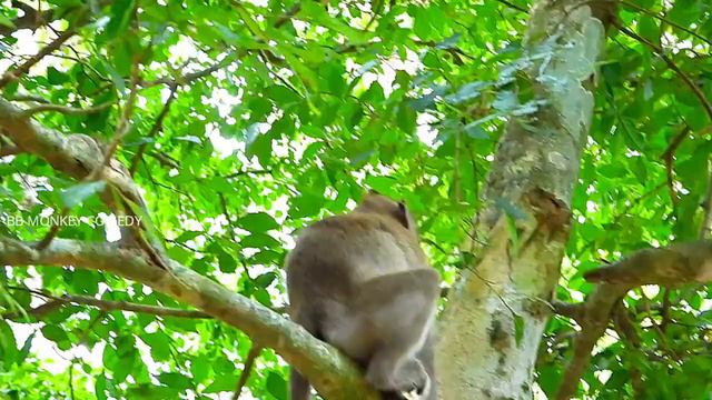 UNBELIEVABLE! BABY MONKEY ASTRA CRIES SEIZURE TILL MOM ANITA KICK(FOOT) AND THREAT BITTING MORE
