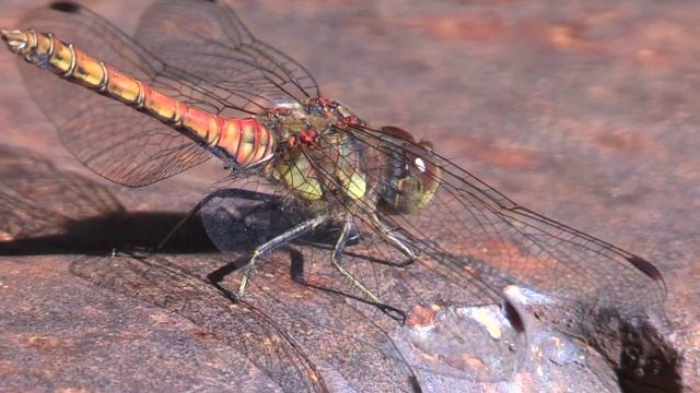 Canon hf g30 dragonflie смотреть онлайн