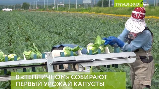 В "Тепличном" собирают первый урожай капусты смотреть онлайн
