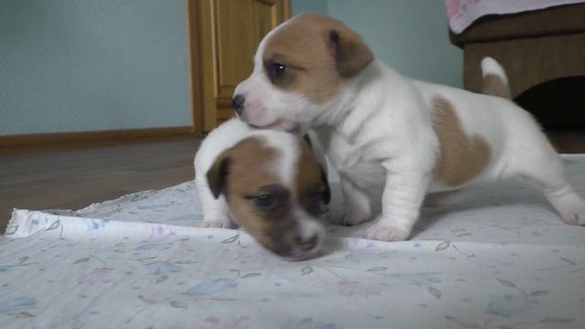 Jack Russell Terrier puppies 3 weeks. Funny puppy video / Щенки Джек Рассел терьера 21 день смотреть онлайн