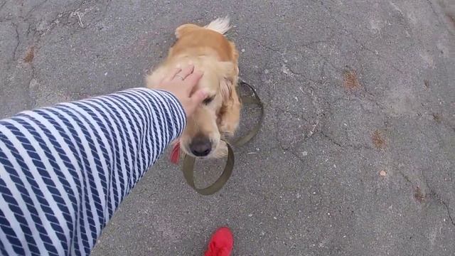 Как научить собаку носить поводок? Приносить, подавать,держать,находить, нести. смотреть онлайн