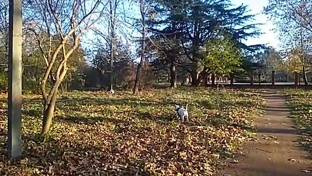 Бультерьеры бегают смотреть онлайн