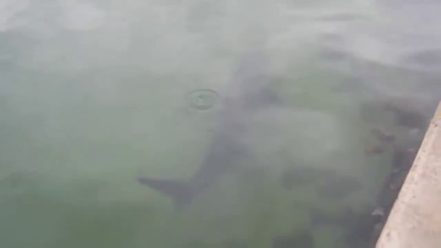 Гигантская Акула плавает вокруг детей Giant Shark swims around children смотреть онлайн