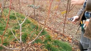 Обрезка персика на плодоношение.