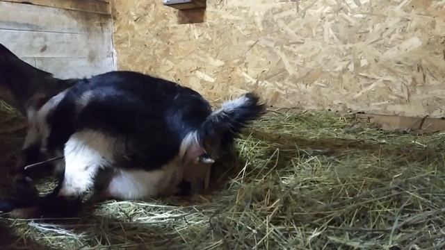 Окот козы Шуры .Такого я точно не ожидала.... #окоткозы #козы смотреть онлайн