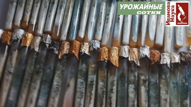 Сеем микробов! Разные способы и условия выращивания: каждый может выбрать по себе. смотреть онлайн